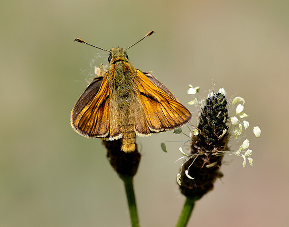 Large Skipper Ochlodes sylvanus