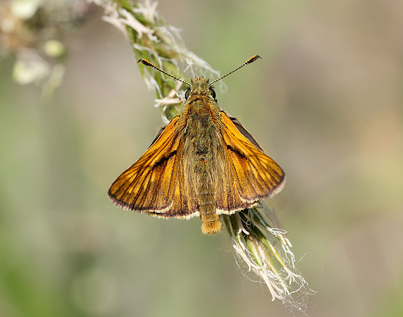 Large Skipper Ochlodes sylvanus
