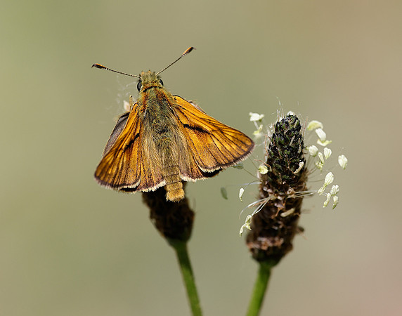 Large Skipper Ochlodes sylvanus
