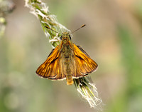 Large Skipper Ochlodes sylvanus