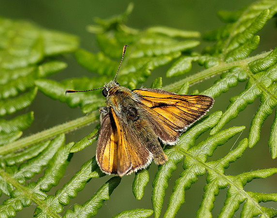 Large Skipper Ochlodes sylvanus