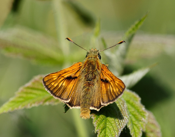 Large Skipper Ochlodes sylvanus