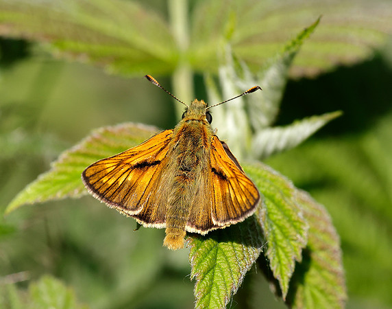 Large Skipper Ochlodes sylvanus