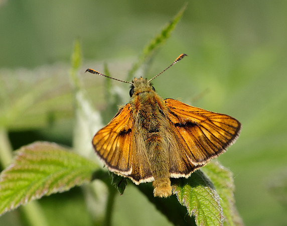 Large Skipper Ochlodes sylvanus