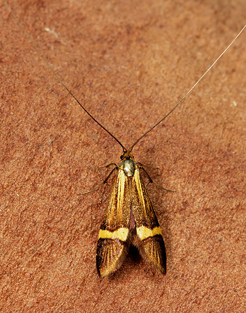 7.001 BF148 Nemophora degeerella