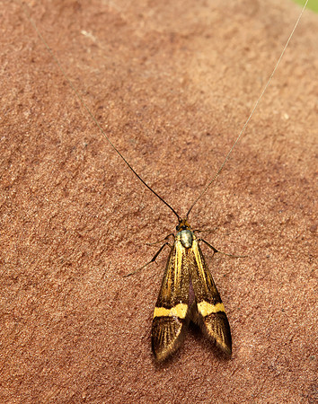 7.001 BF148 Nemophora degeerella