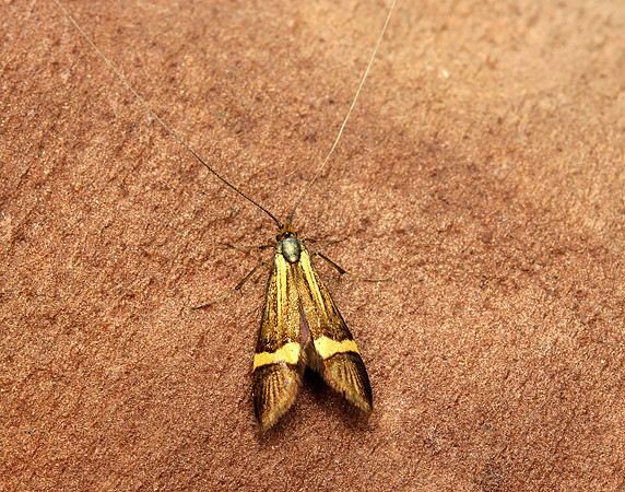 7.001 BF148 Nemophora degeerella