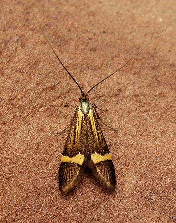 7.001 BF148 Nemophora degeerella