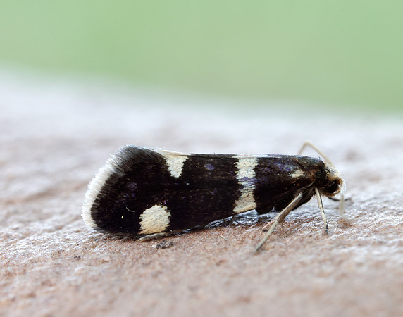 8.004 BF132 Incurvaria praelatella