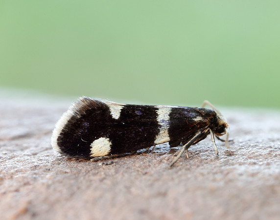 8.004 BF132 Incurvaria praelatella