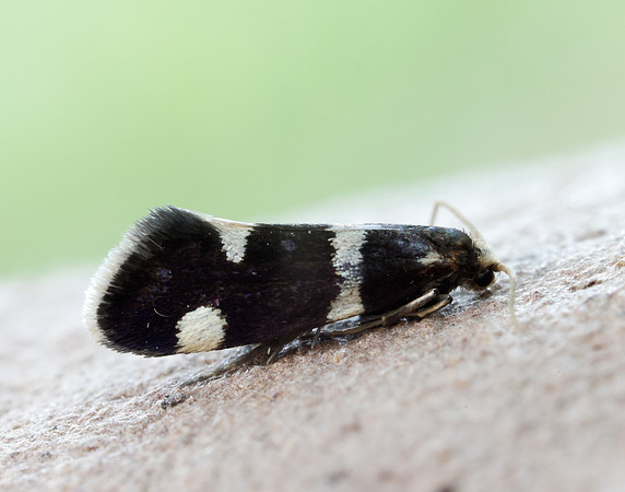 8.004 BF132 Incurvaria praelatella