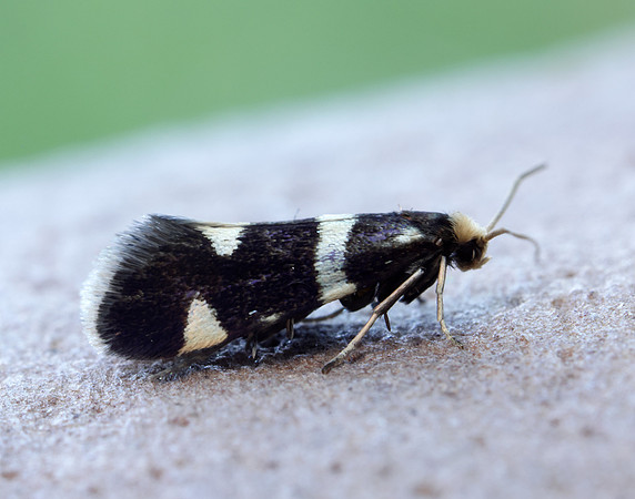 8.004 BF132 Incurvaria praelatella