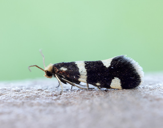 8.004 BF132 Incurvaria praelatella
