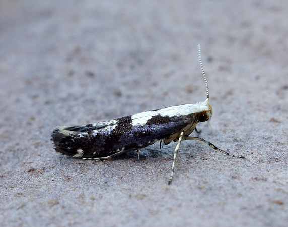 20.019 BF418 Apple Fruit Moth Argyresthia conjugella