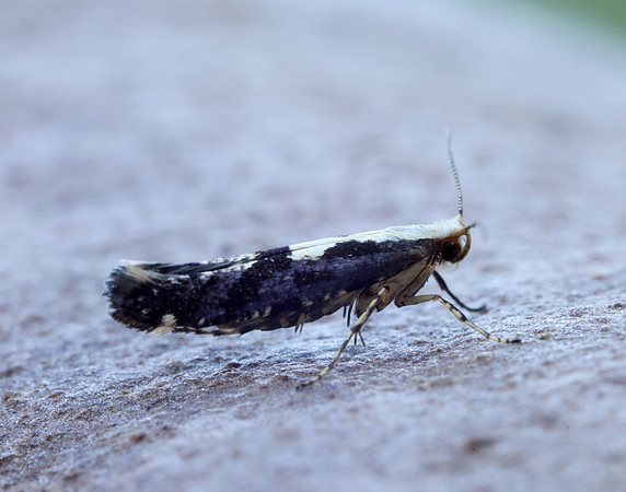 20.019 BF418 Apple Fruit Moth Argyresthia conjugella