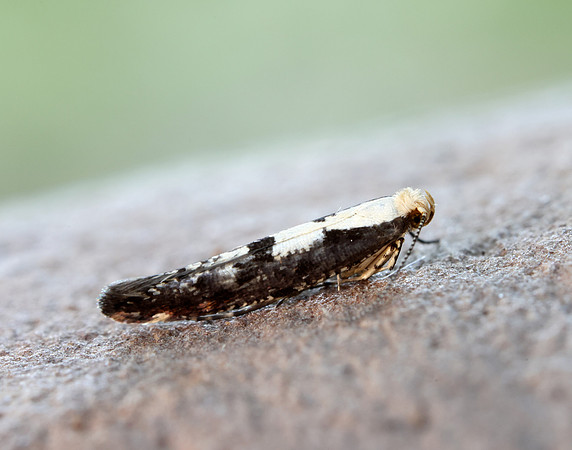 20.019 BF418 Apple Fruit Moth Argyresthia conjugella