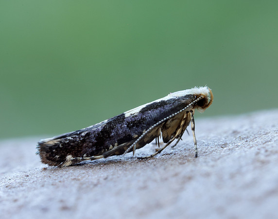 20.019 BF418 Apple Fruit Moth Argyresthia conjugella
