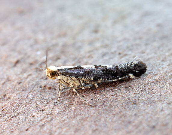 20.019 BF418 Apple Fruit Moth Argyresthia conjugella