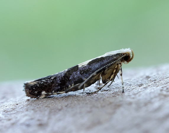 20.019 BF418 Apple Fruit Moth Argyresthia conjugella
