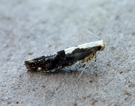 20.019 BF418 Apple Fruit Moth Argyresthia conjugella