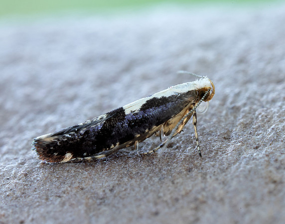 20.019 BF418 Apple Fruit Moth Argyresthia conjugella