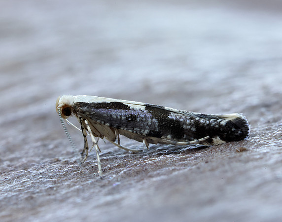 20.019 BF418 Apple Fruit Moth Argyresthia conjugella