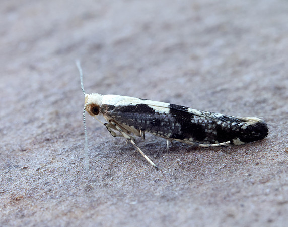 20.019 BF418 Apple Fruit Moth Argyresthia conjugella