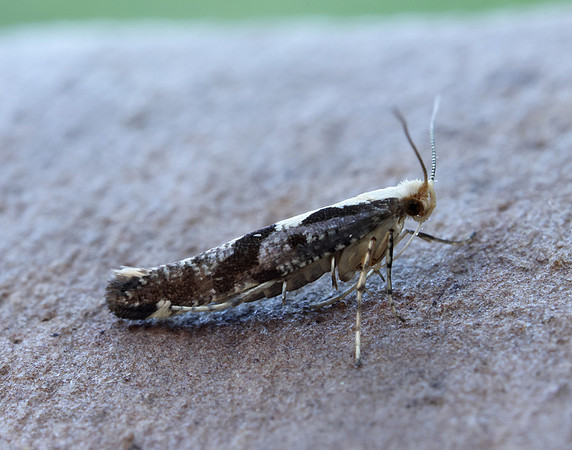 20.019 BF418 Apple Fruit Moth Argyresthia conjugella