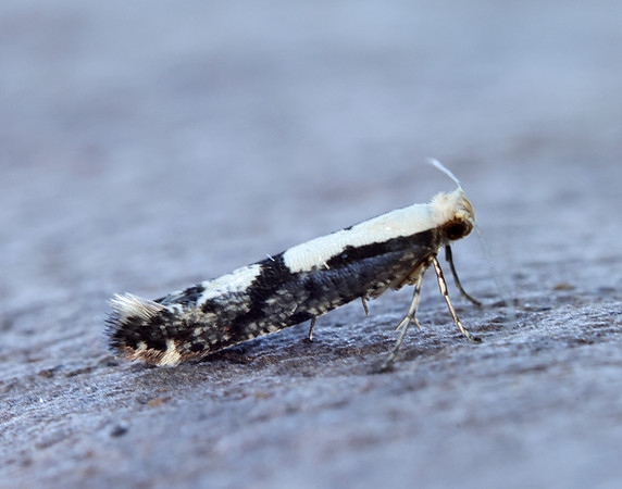 20.019 BF418 Apple Fruit Moth Argyresthia conjugella