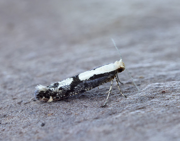 20.019 BF418 Apple Fruit Moth Argyresthia conjugella