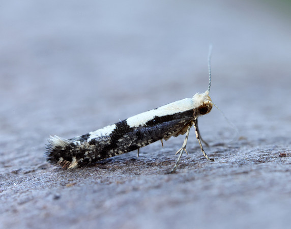 20.019 BF418 Apple Fruit Moth Argyresthia conjugella