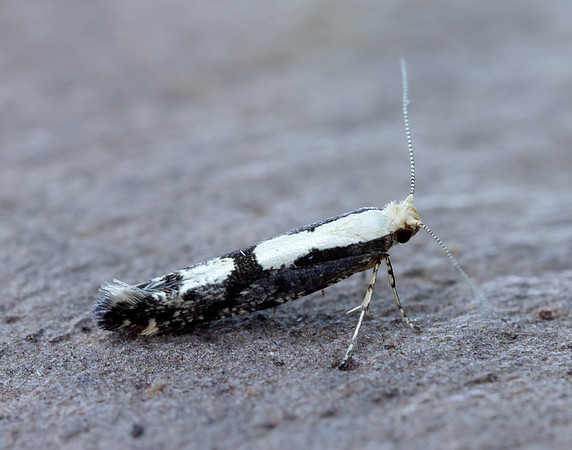 20.019 BF418 Apple Fruit Moth Argyresthia conjugella