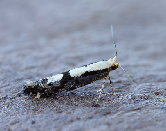 20.019 BF418 Apple Fruit Moth Argyresthia conjugella