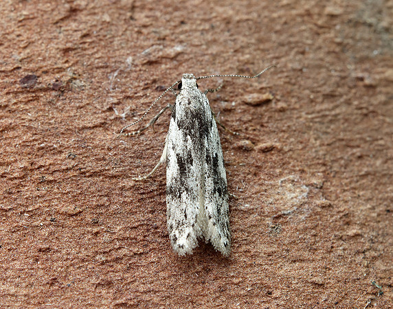 35.151 BF770 Carpatolechia proximella