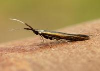 37.048 BF518 Coleophora mayrella