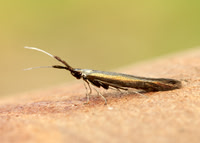 37.005-37.106 Coleophoridae