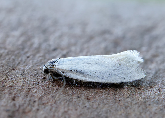 38.004 BF610 Elachista argentella