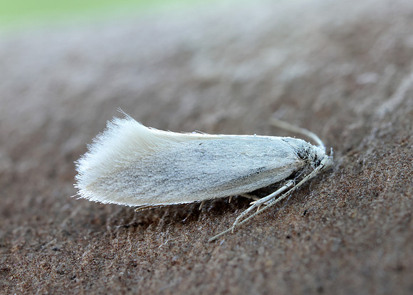 38.004 BF610 Elachista argentella