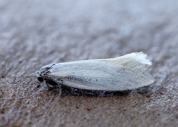 38.004 BF610 Elachista argentella