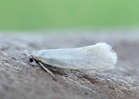 38.004 BF610 Elachista argentella