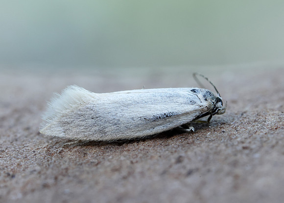 38.004 BF610 Elachista argentella