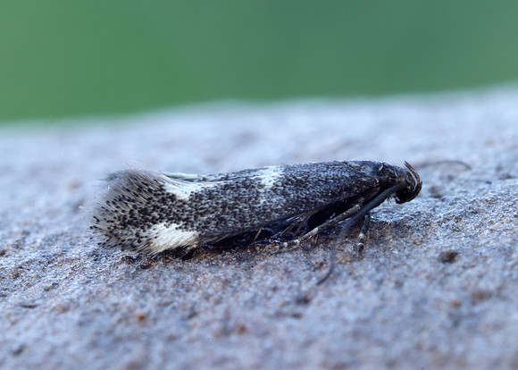 38.025 BF597 Elachista atricomella