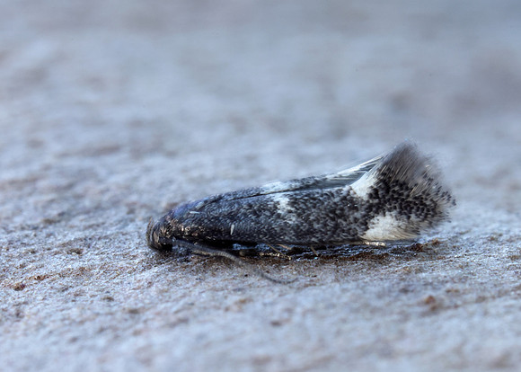 38.025 BF597 Elachista atricomella