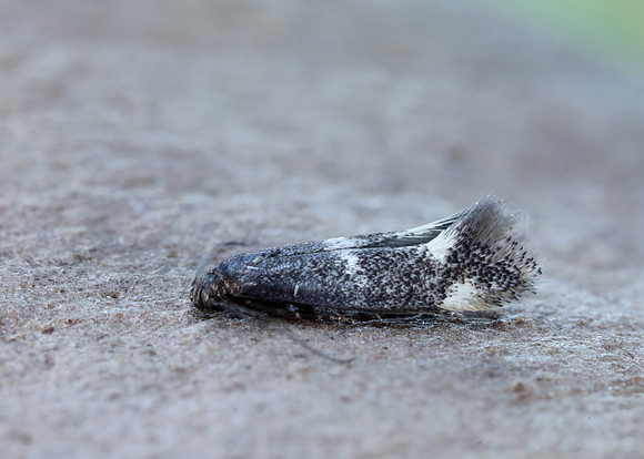 38.025 BF597 Elachista atricomella