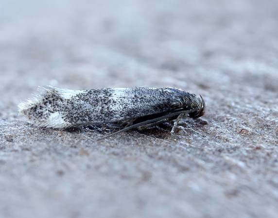 38.025 BF597 Elachista atricomella