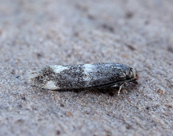 38.025 BF597 Elachista atricomella