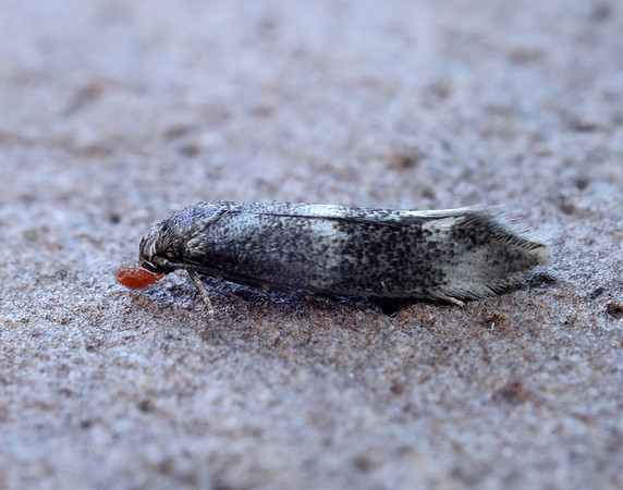 38.025 BF597 Elachista atricomella