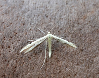 45.043 BF1517 Hemp-agrimony Plume Adaina microdactyla