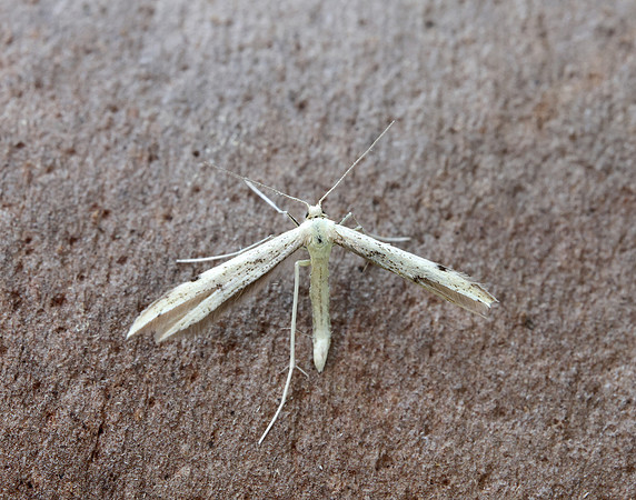 45.043 BF1517 Hemp-agrimony Plume Adaina microdactyla