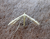 45.043 BF1517 Hemp-agrimony Plume Adaina microdactyla